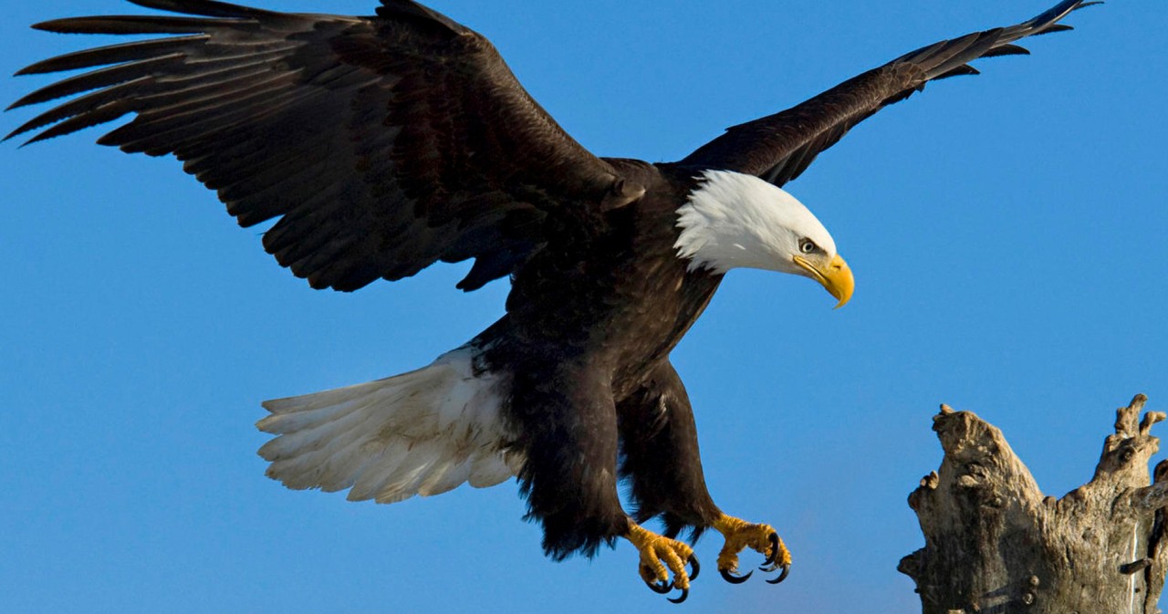 L’envol comme les aigles !