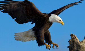 LES 4 CARACTERISTIQUES DU LEADERSHIP